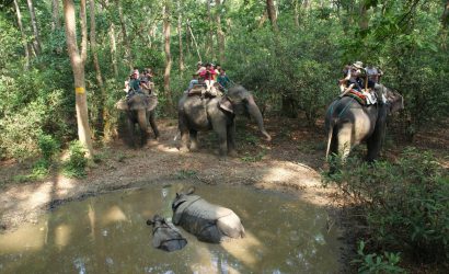 elephant ride at chitwan national park